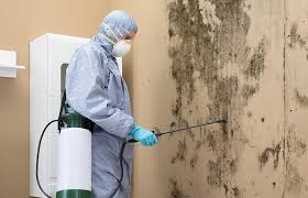 Best Basement Mold Removal  in Olmos Park, TX